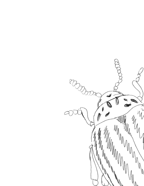 Tekening van een kever